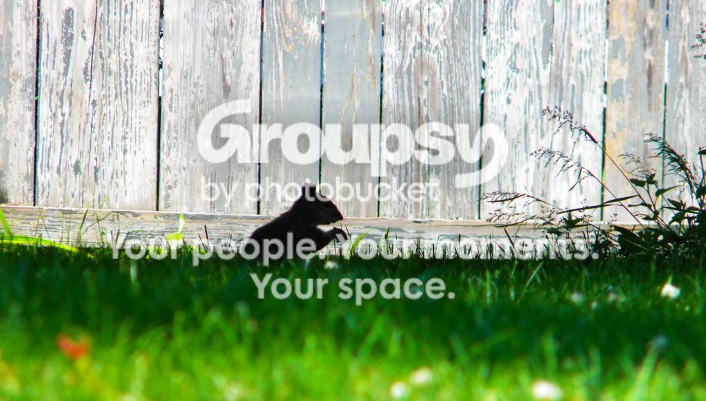 Squirrel.jpg