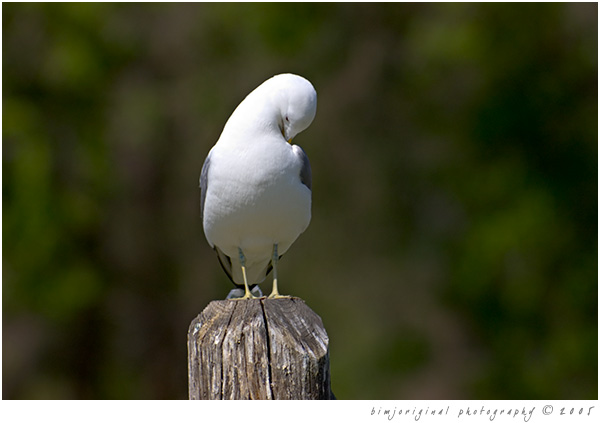 gull04.jpg