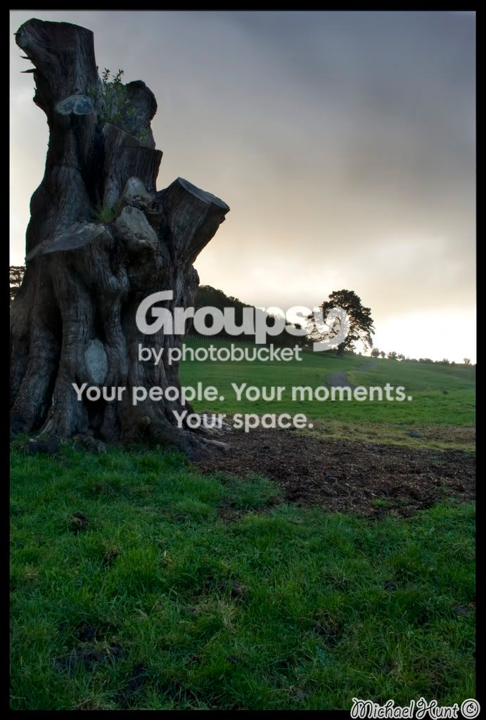 TreeStump003.jpg