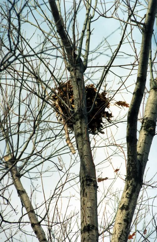 Nests01.jpg