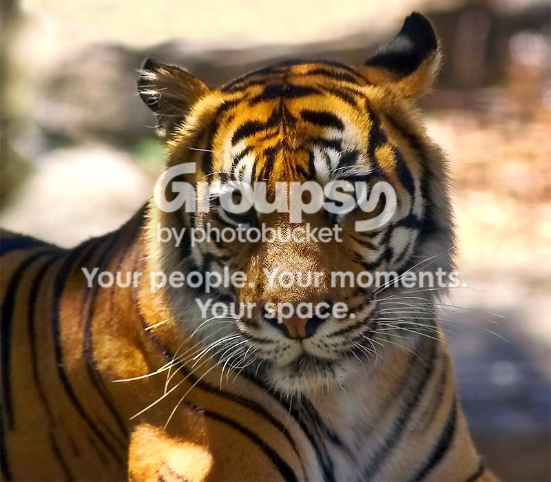 Tiger-redux.jpg