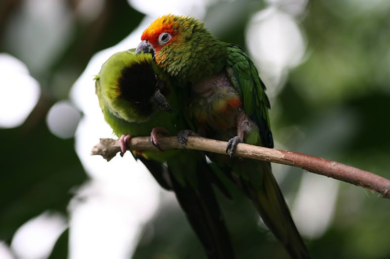 Birds-Eyes-Open--Biting.jpg