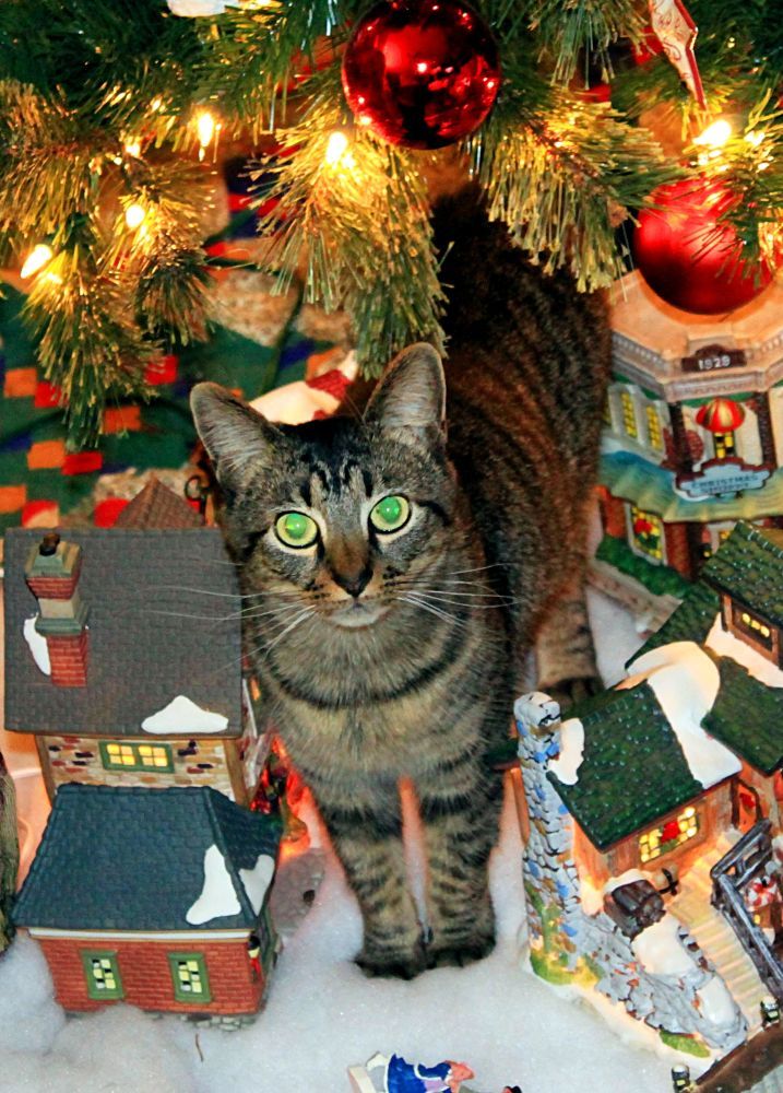 catcrop1rs.jpg