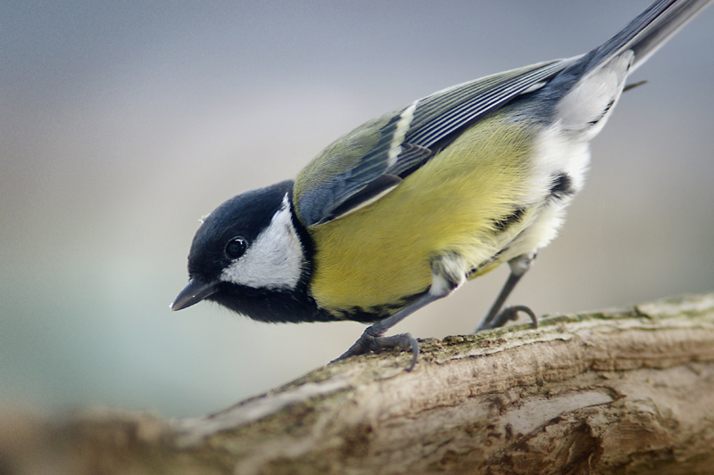 great_tit_04.jpg