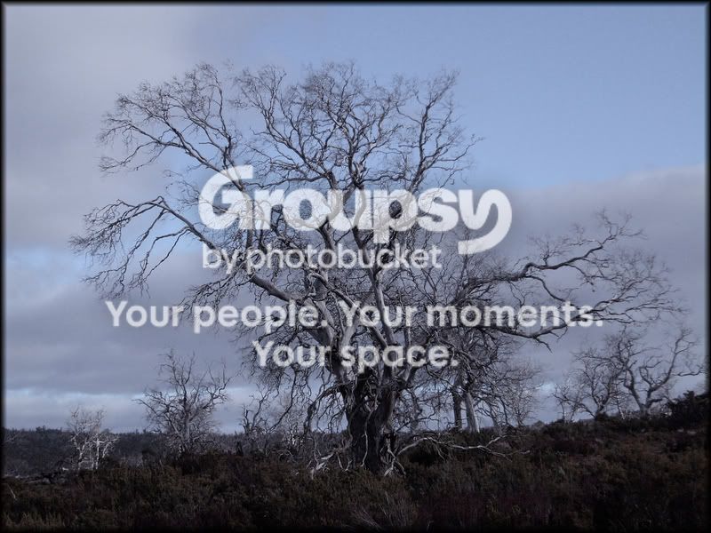 deadtree14.jpg