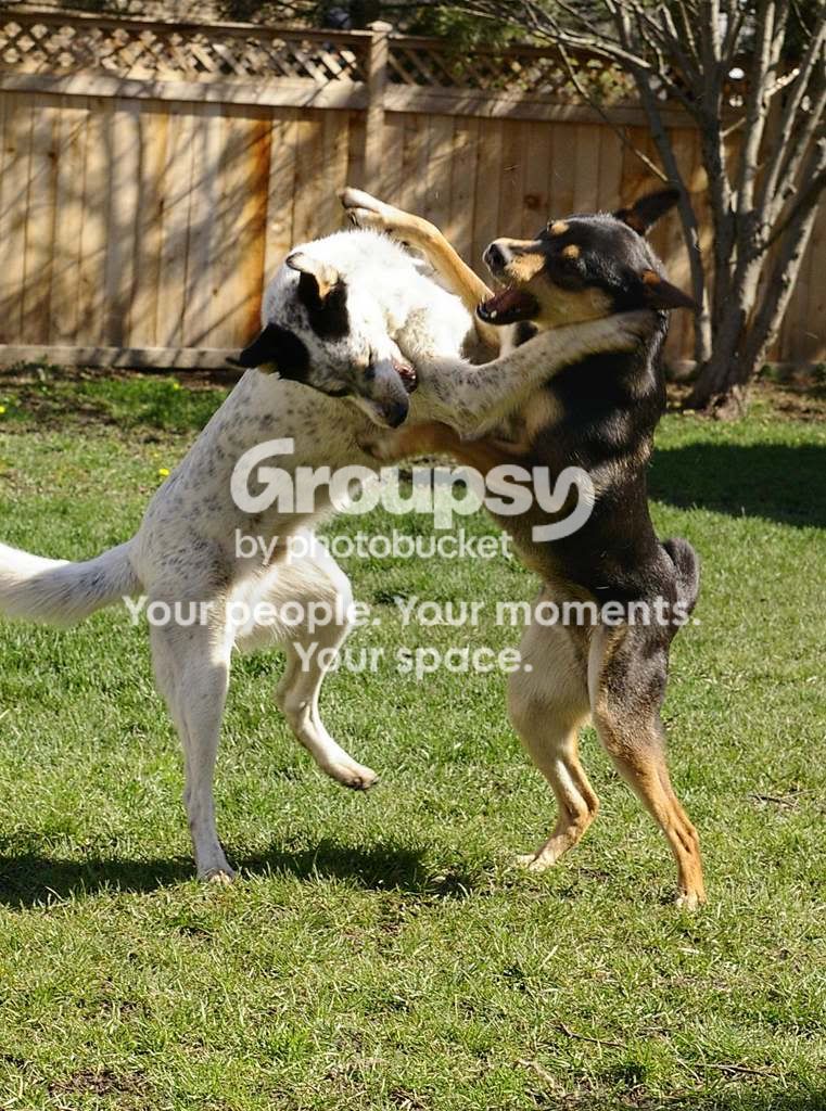 wrassling.jpg