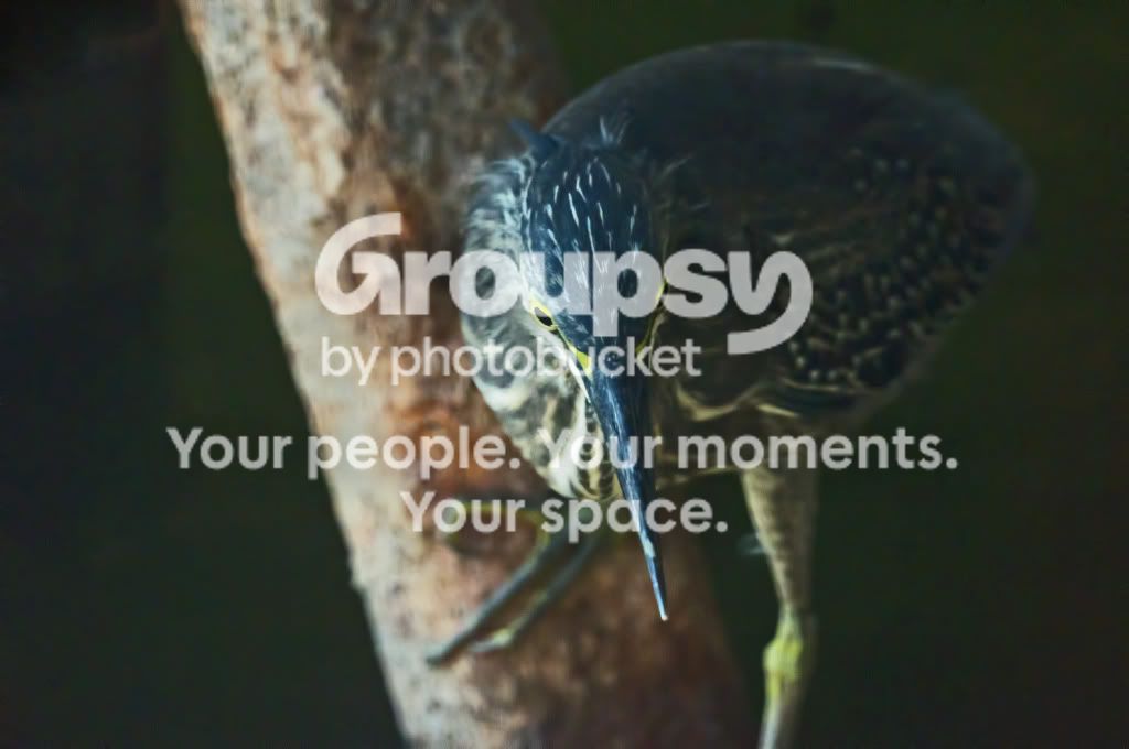 Bird_1.jpg