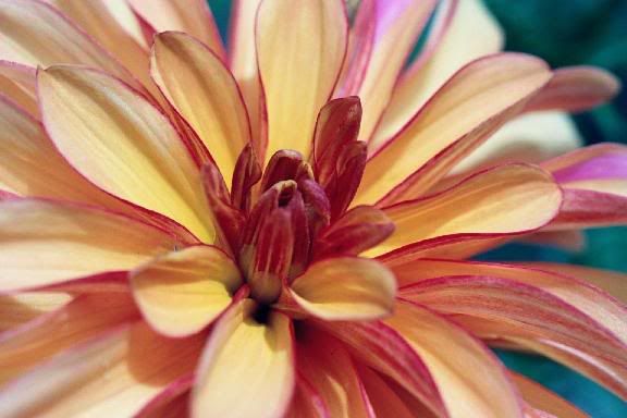 Deck_Garden_Flower_May048.jpg