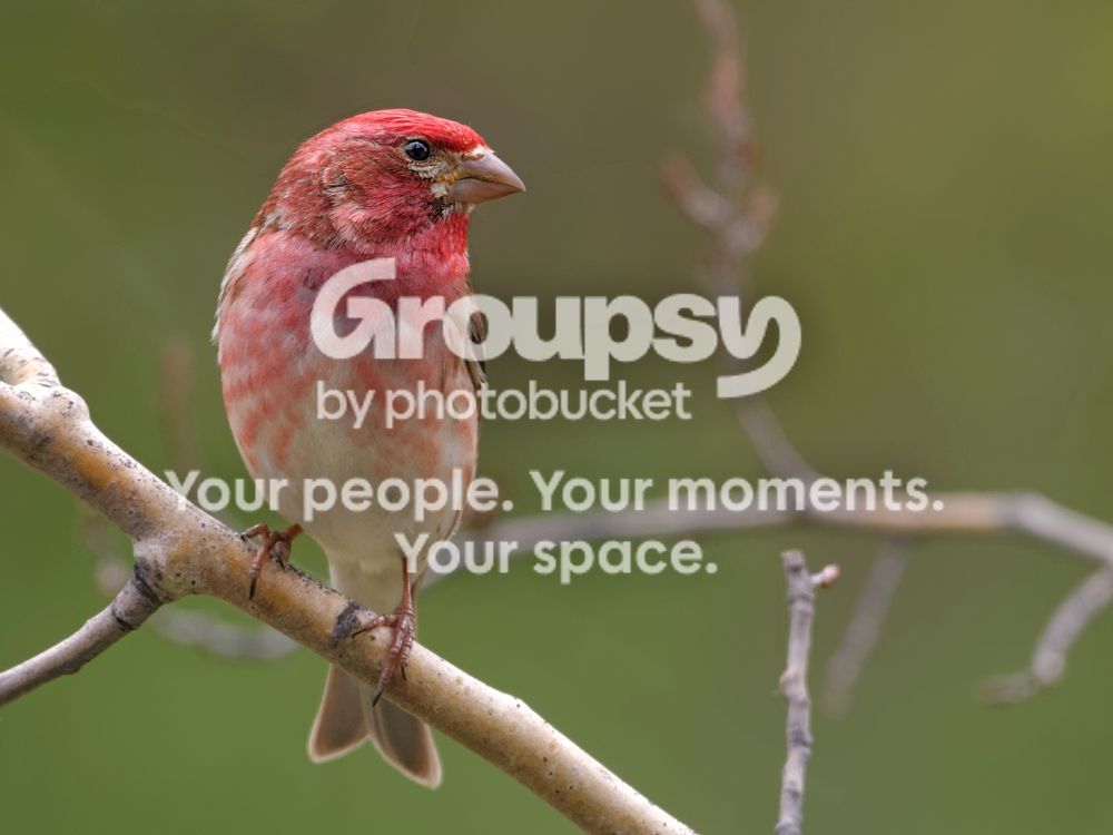 Finch_zps94c6fa30.jpg
