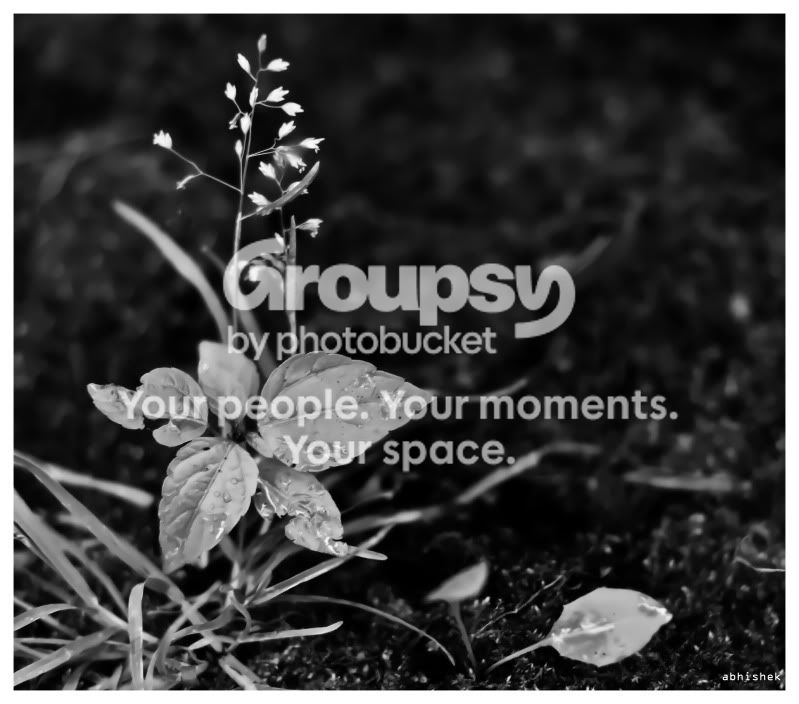 flower_1-1.jpg