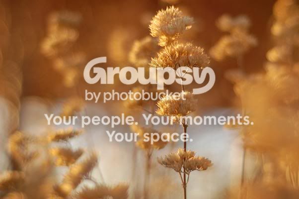 Goldenweeds.jpg