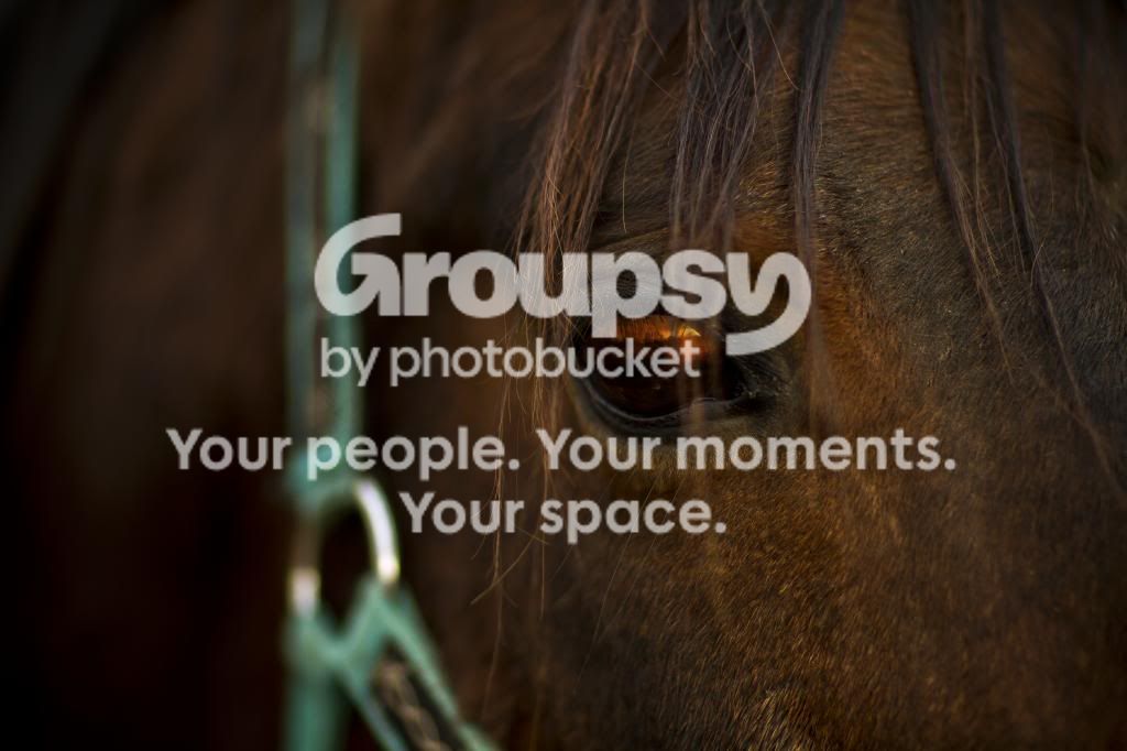 Horse2.jpg