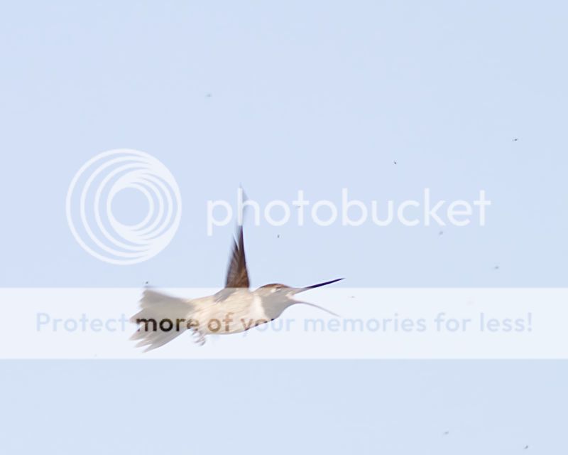 IMG_8108-Edit.jpg