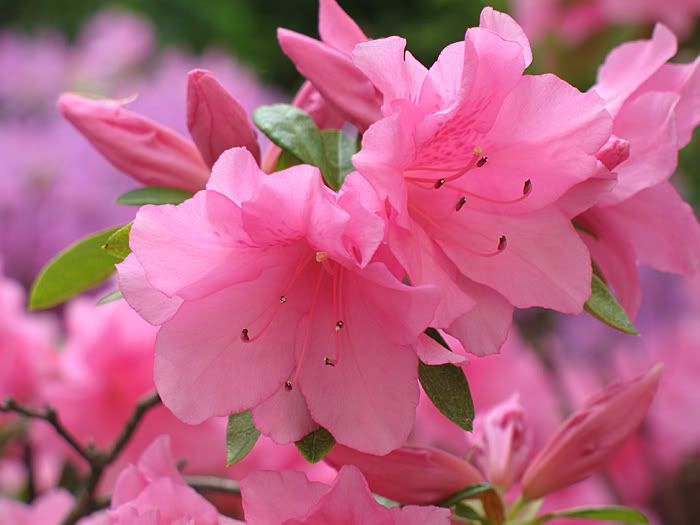 Flower1.jpg