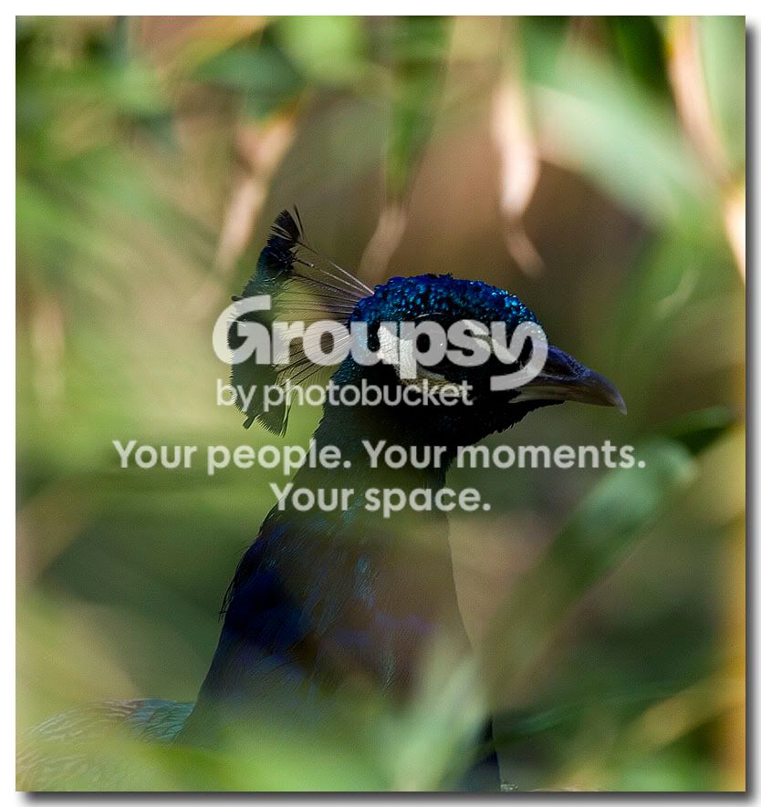 peekaboopeacock2.jpg