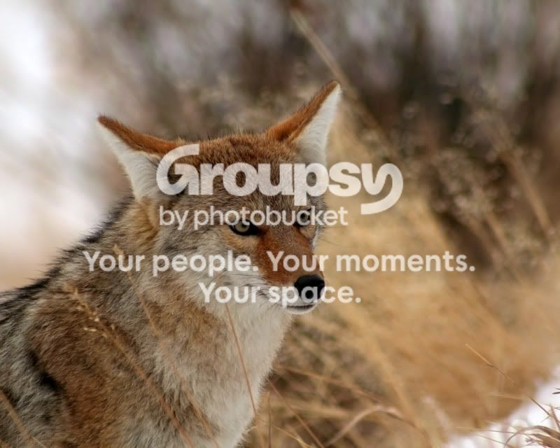 coyote-1.jpg
