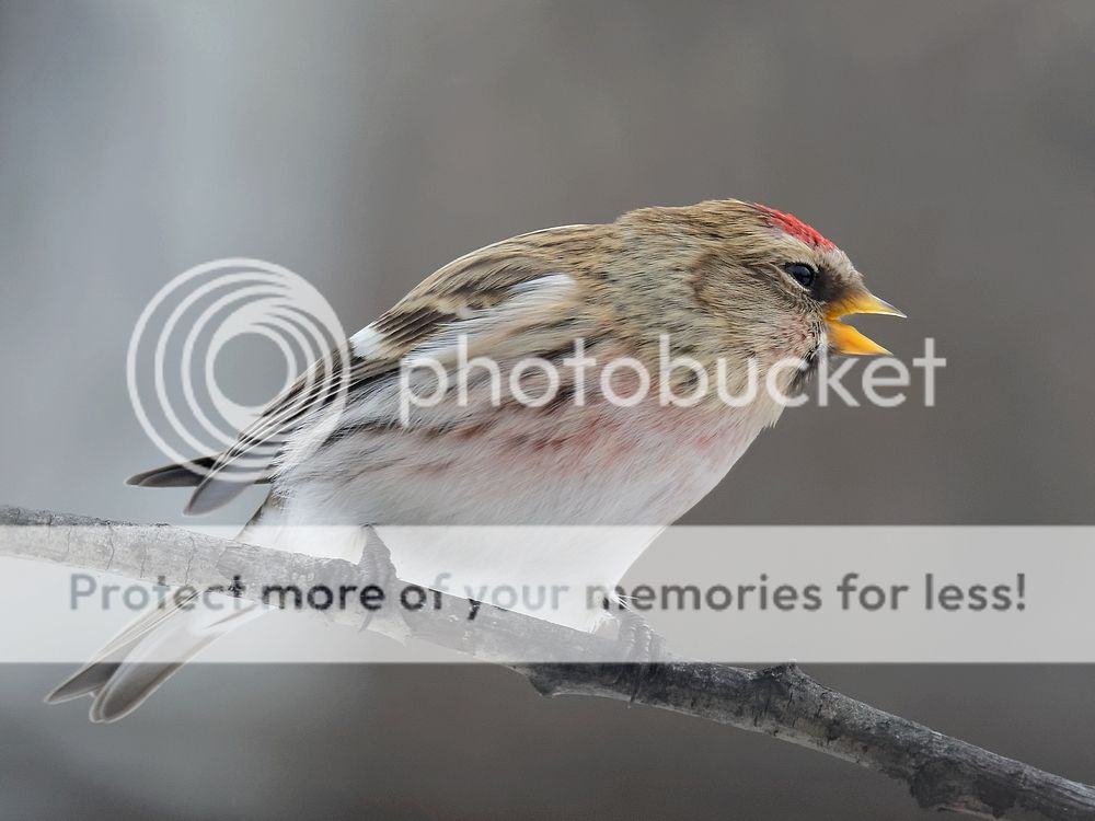 Redpoll%206%20Dec%2015_zpsyij44pts.jpg