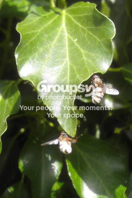 Flywithweirdfungus.jpg