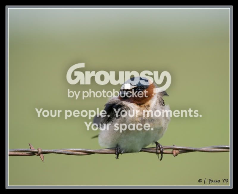 Swallow-1.jpg
