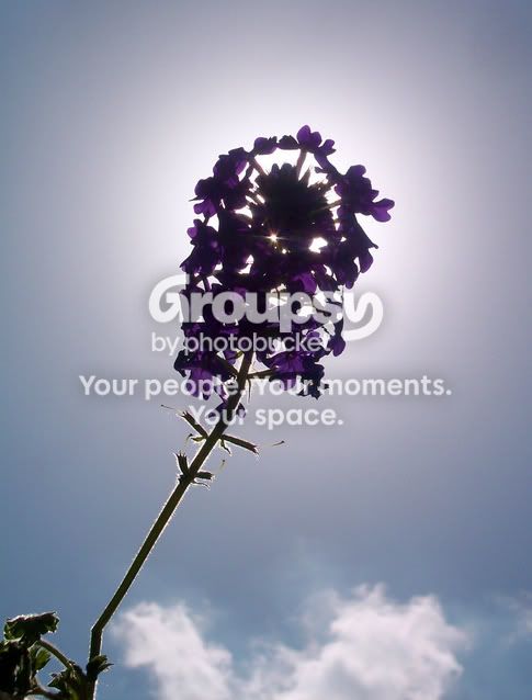 blueflowersagainstsun.jpg