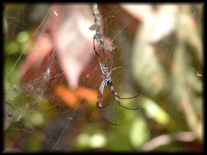 Spider4A.jpg