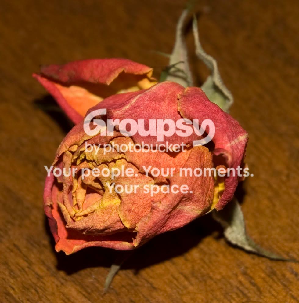 closeupofrose.jpg