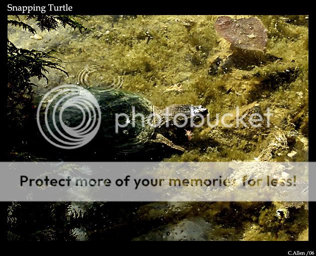 SnappingTurtle.jpg