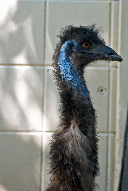 Ostrich052906001.jpg