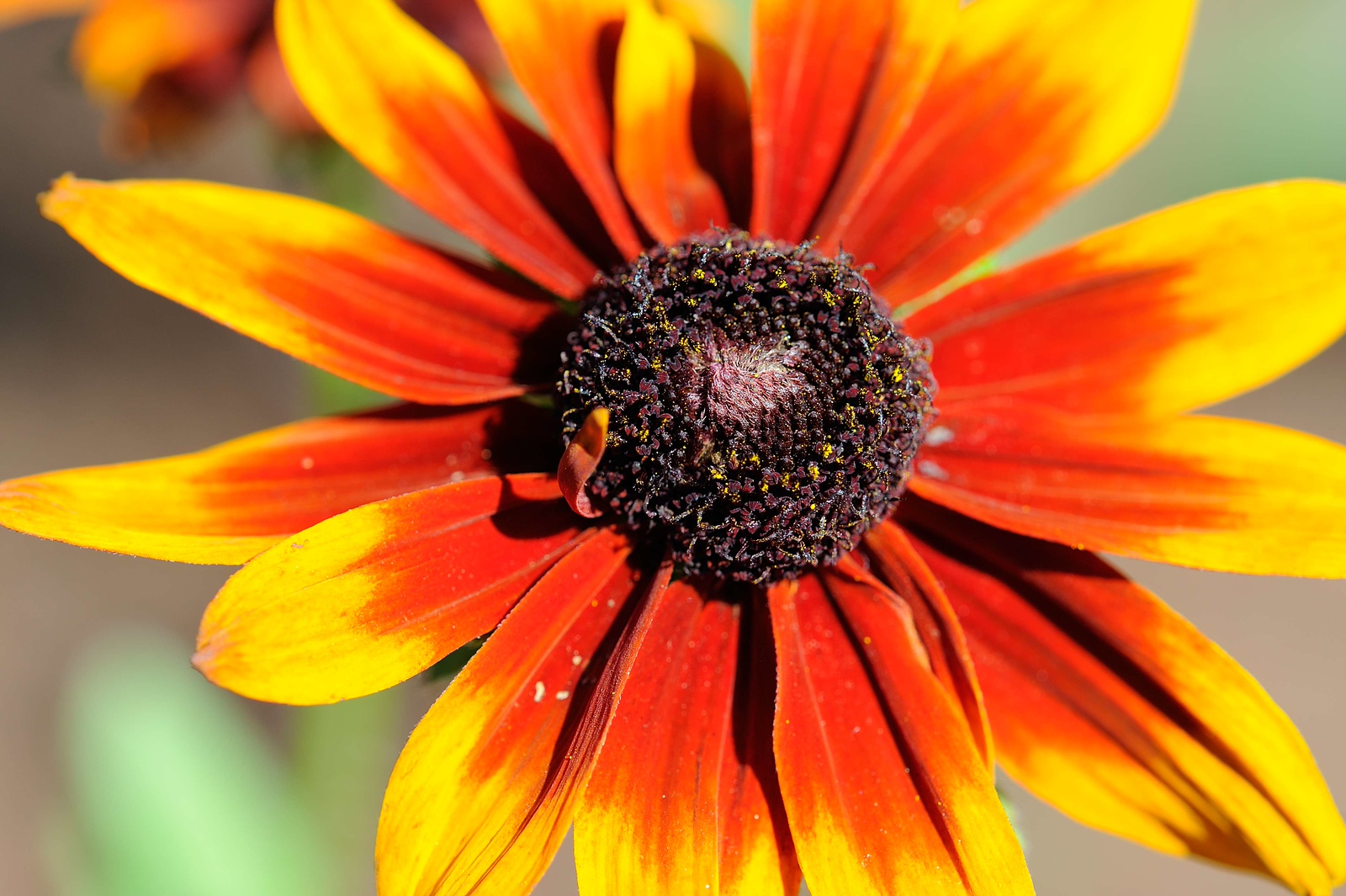 DSC_00262-X3.jpg