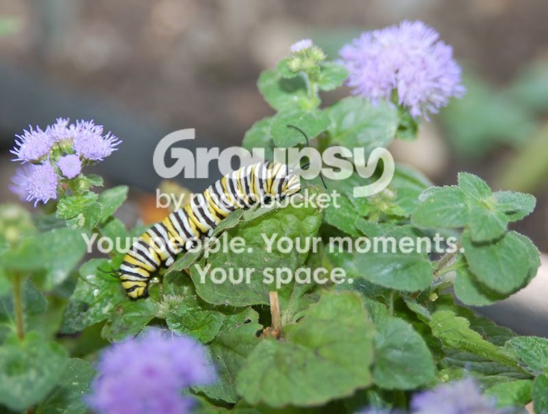 CATERPILLER004.jpg