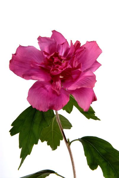 Pinkflowerwhitebackresize.jpg