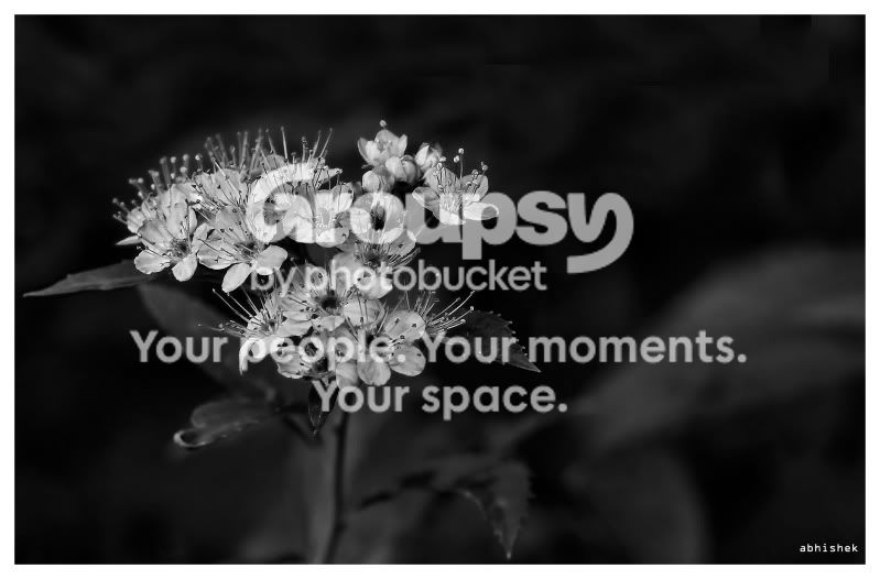 flower_2.jpg