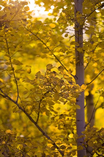 45488843_c149e554eb.jpg