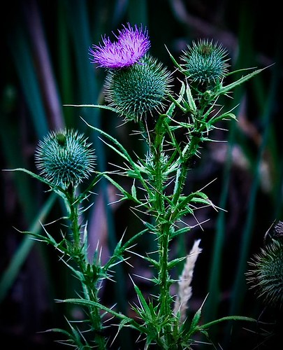 3819975140_5bba0119ae.jpg