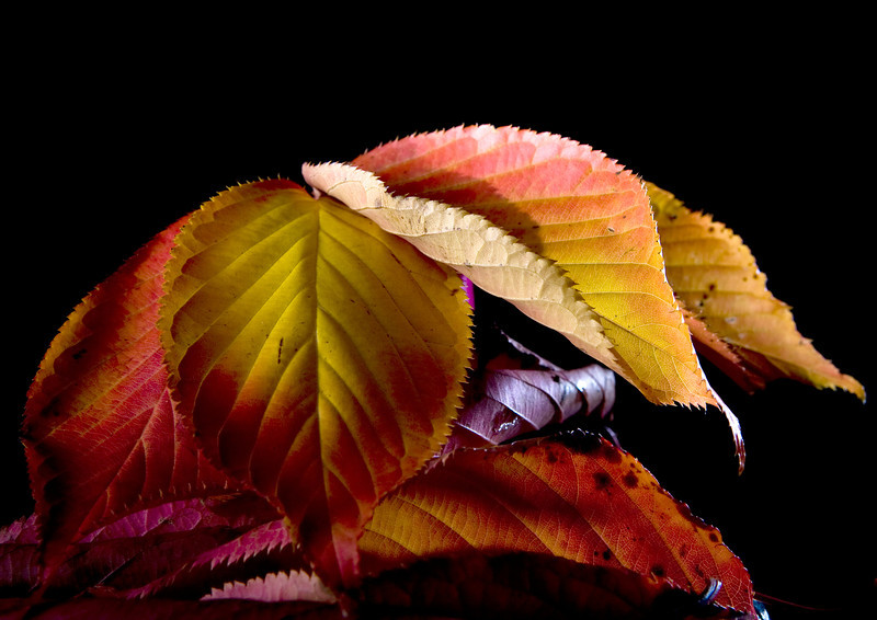 IMG5964print-L.jpg