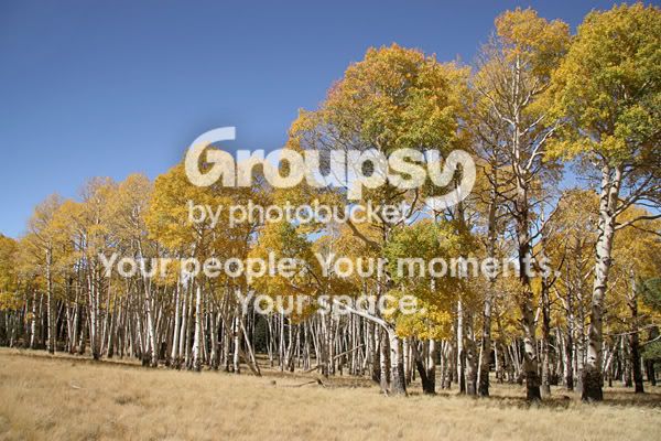aspen_8720share.jpg