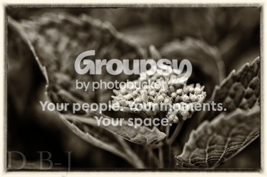 flowercontrast-2.jpg