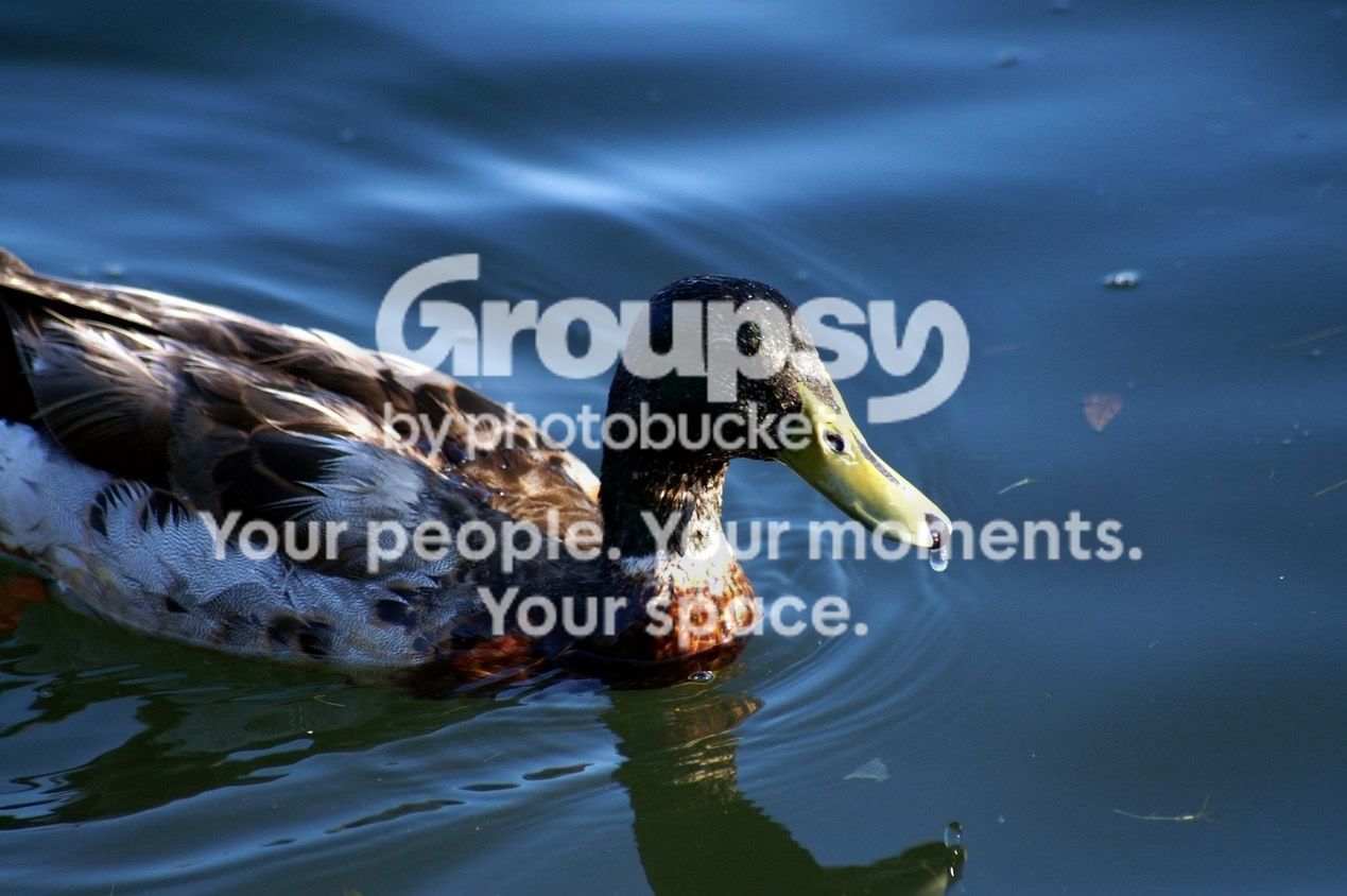 Ducksdowntown169b.jpg