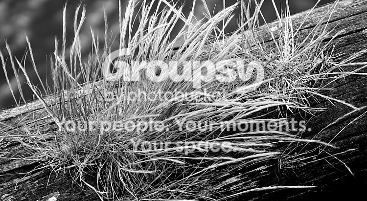 IMG_0469forum.jpg