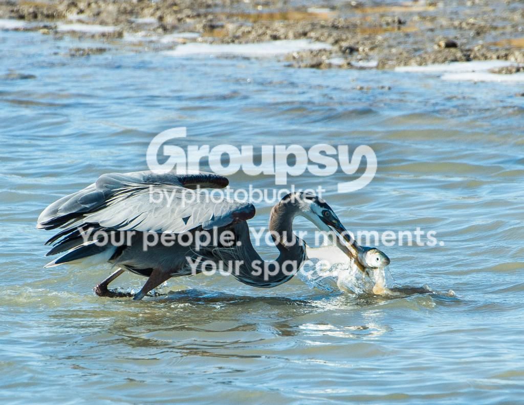 GreatBlueHeronw-Mullet3_zps5e85b554.jpg