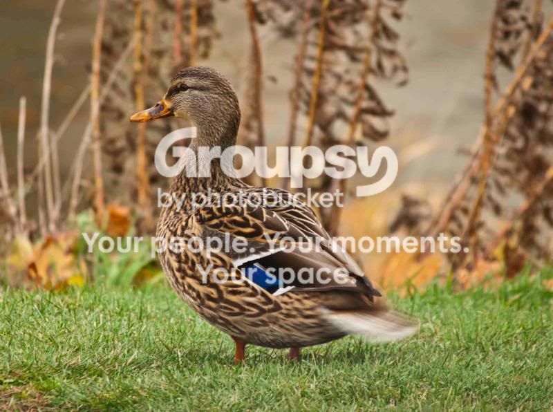 mamaduckshakingtale.jpg