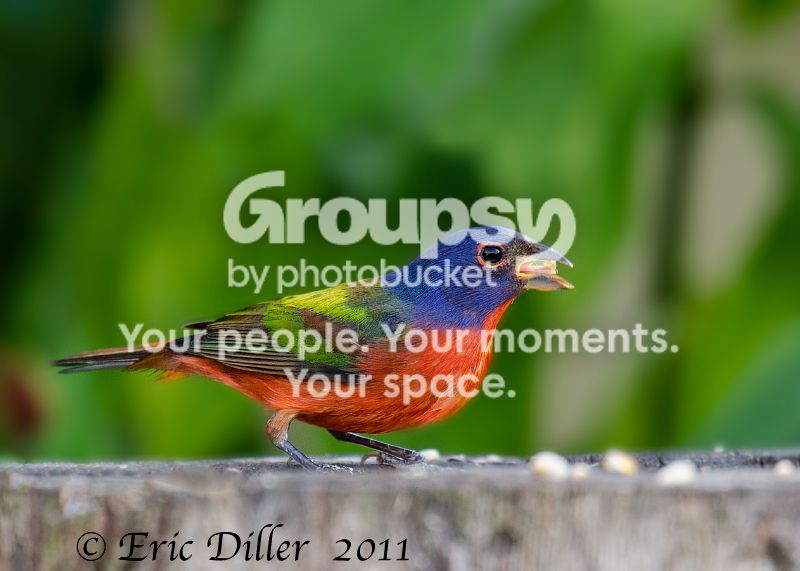 _ECD2098-copy800.jpg