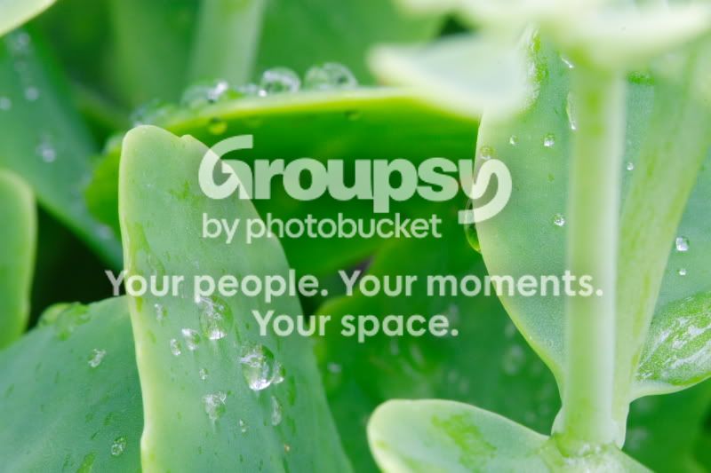 WaterDrops2.jpg