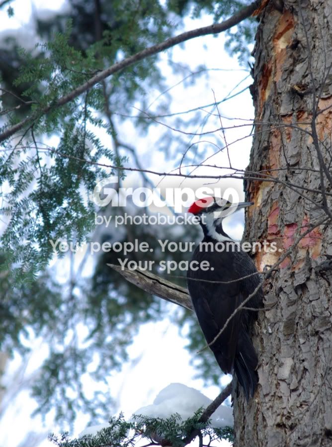 Woodpecker-1.jpg