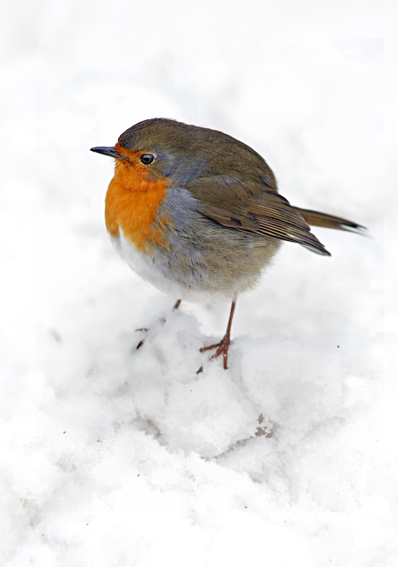 robin_01.jpg