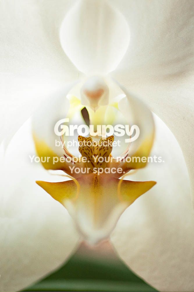 orchid-_0797711-Edit.jpg