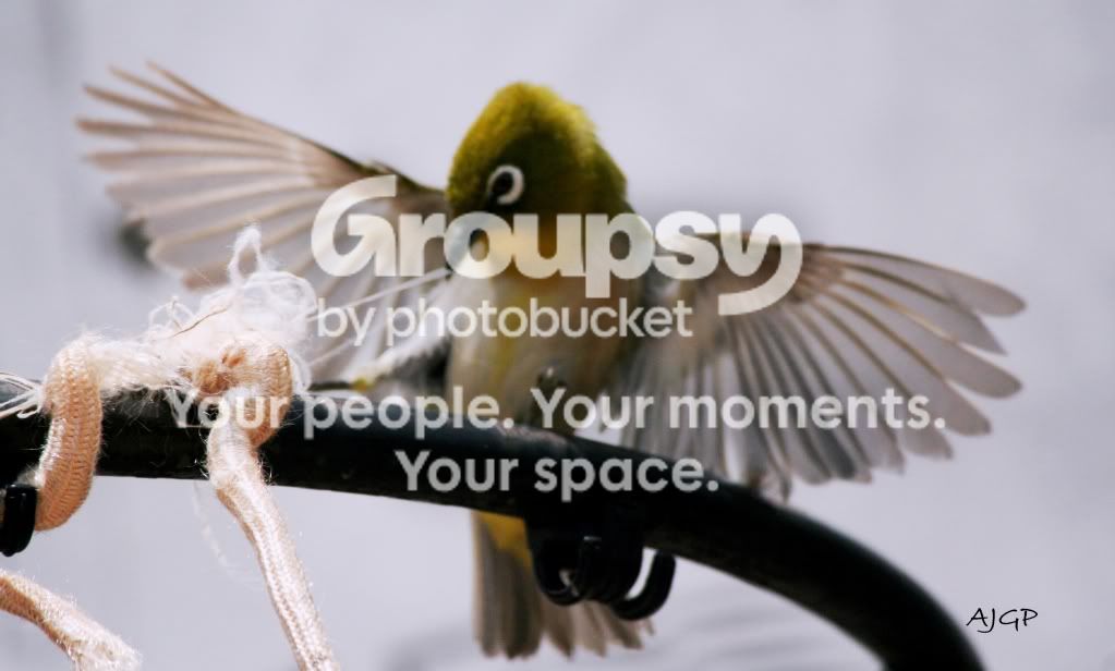 bird-1.jpg