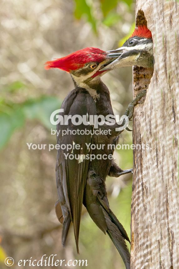 _ECD4815-copy860-1.jpg