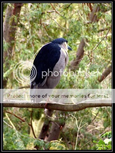 bird3.jpg