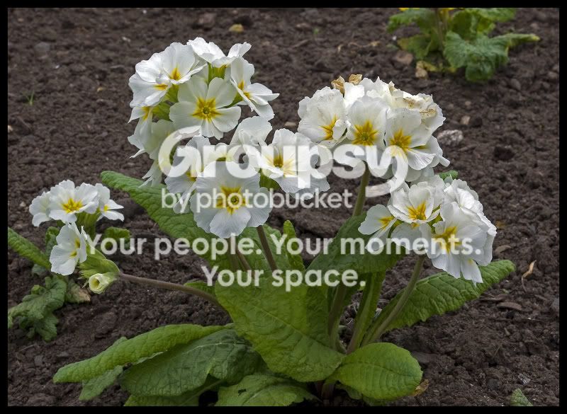 flowers4.jpg